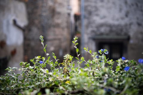 San Clemente Holiday House Eigentumswohnung in Bracciano