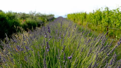 agriturismo2laghi Farm Stay in Province of Brescia