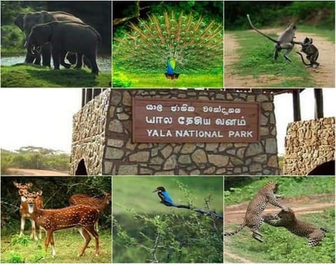 The Bungalow Hambantota Bed and Breakfast in Southern Province