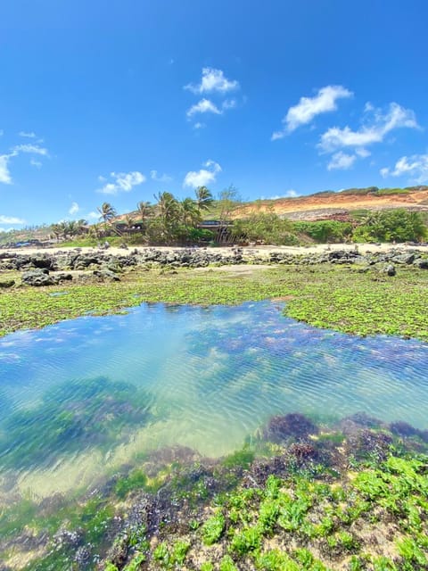 Pousada Paraíso das Tartarugas Inn in Pipa Beach