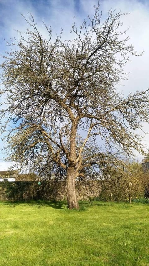 Castletownmoor Clinic & Permaculture Farm Bed and Breakfast in Meath, Co. Meath, Ireland