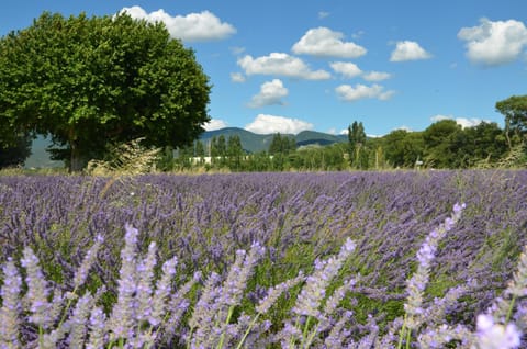 Natural landscape, Garden view, Mountain view