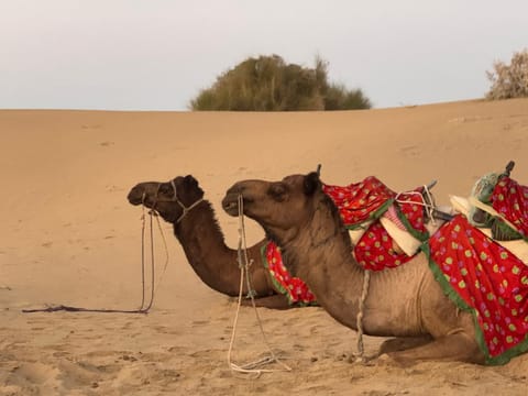 Desert Vista Camp Jaisalmer Bed and Breakfast in Sindh