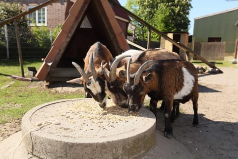 Ferienwohnung auf dem Bio Obsthof Estancia en una granja in Stade