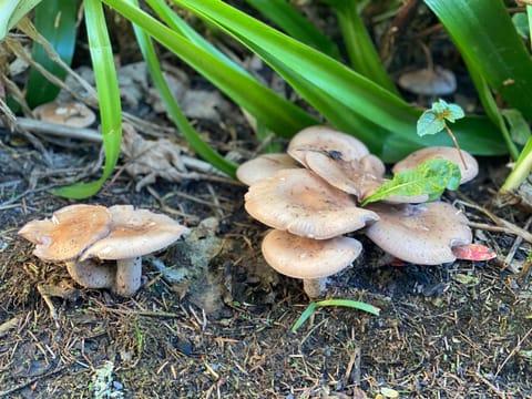 Seaside Cottage House in County Kerry