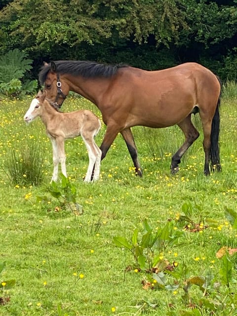 Seaside Cottage House in County Kerry