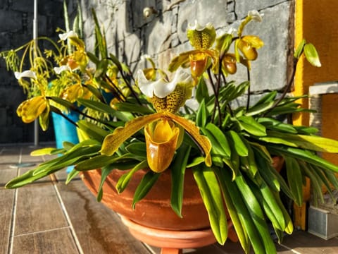 Zeza´s house Haus in Madeira District