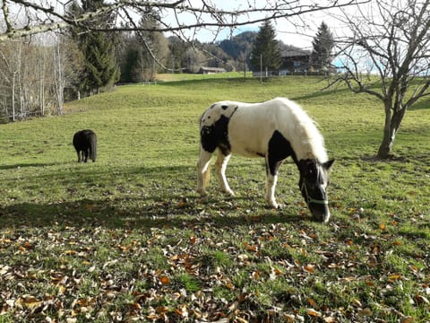 Autumn, Pets