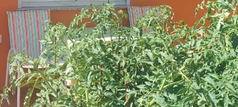 Garden view, Inner courtyard view