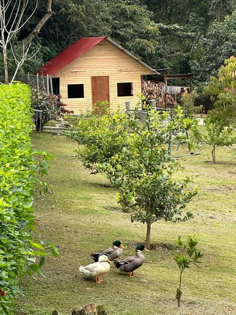 HASSINGER RANCH Cabañas Nature lodge in Oxapampa