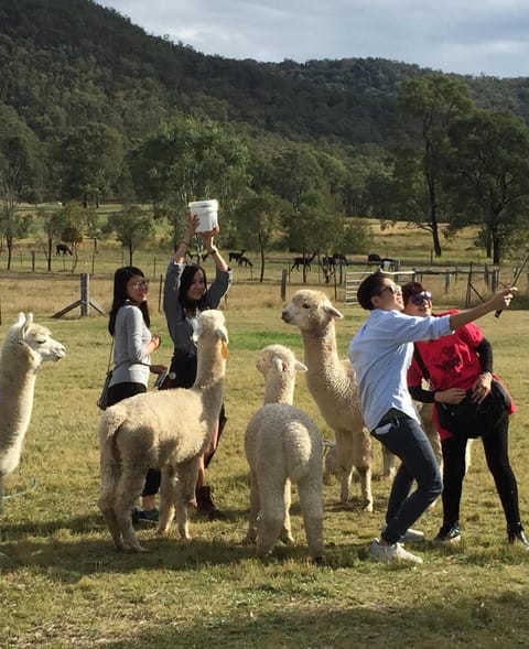 Starline Alpacas Farmstay Resort Resort in Broke