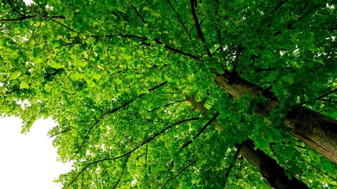 Campeggio Al Bosco Campground/ 
RV Resort in Grado