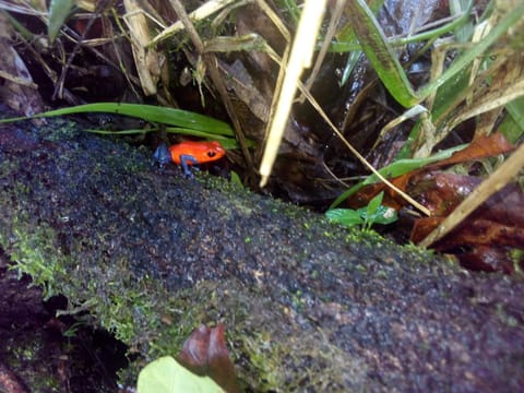 Casas de Campo Las Pavitas Cottages "Red Frog" House in Alajuela Province