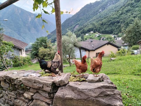 Da Erminia Bed and Breakfast in Canton of Ticino