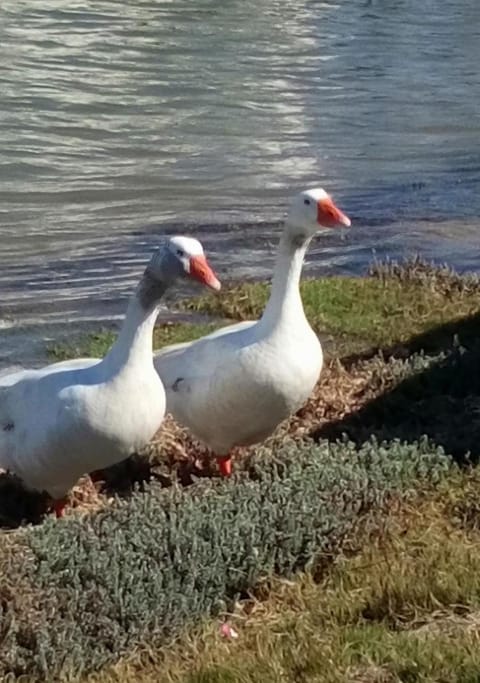 Natural landscape, Animals