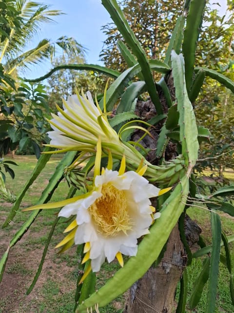 Bang Po Garden Resort in Ko Samui