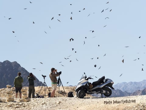The Birdwatchers Nest Condo in Eilat