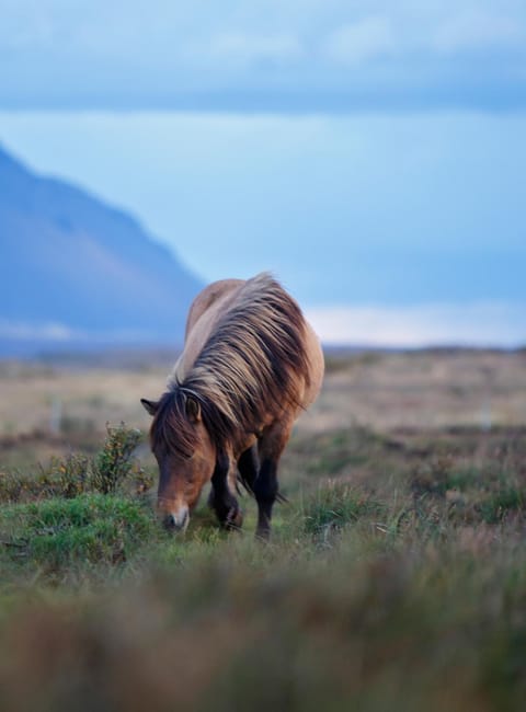 Horse-riding