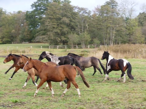 Horse-riding