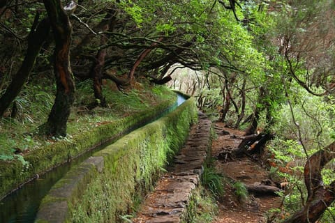 Moradia Ponte de Pedra Villa in Madeira District