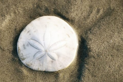 Sea Oats Apartment in Pacific Beach