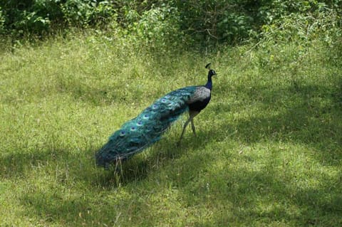 Peacock Point Landhaus in Ahangama