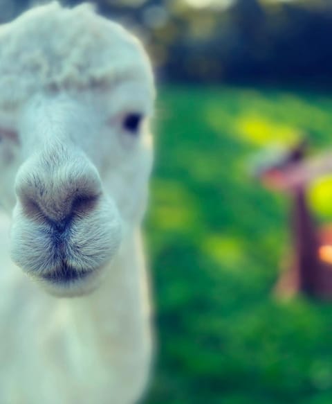 Great Lilly Cottage House in Barnstaple
