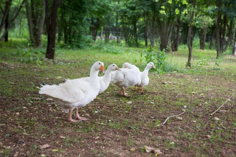 Property building, Pets