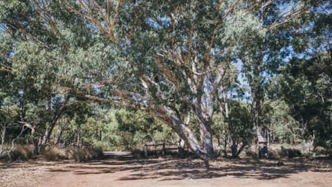 Kangaroo Retreat - Family Favourite Bush Retreat with Kangaroos in Margaret River House in Margaret River