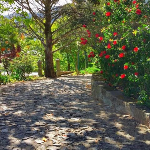 Natural landscape, Garden, Garden view