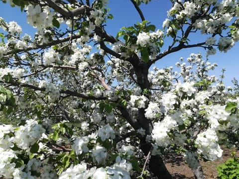 Spring, Garden view