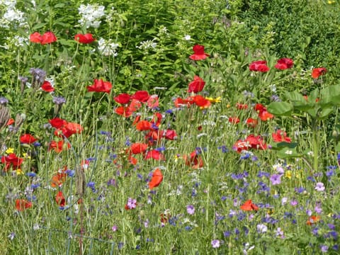 Day, Summer, Garden, On site, Garden view