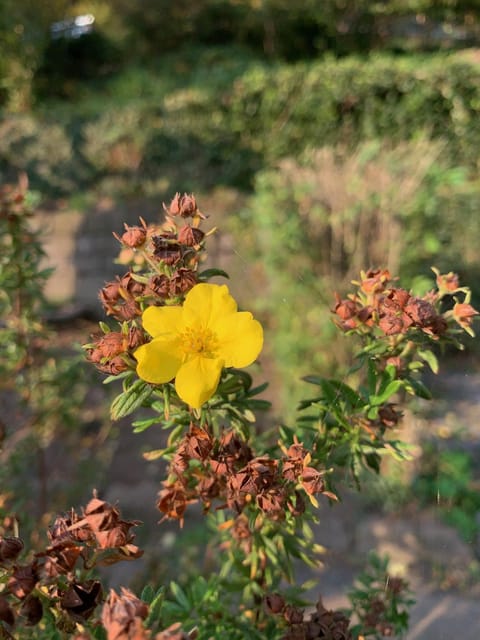 Garden, Autumn, On site