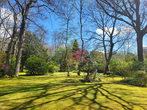 Garden, Pets, Garden view