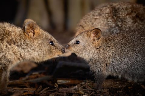 Natural landscape, Animals