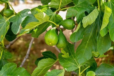 B&B Li Fichi Alezio/Gallipoli Übernachtung mit Frühstück in Apulia