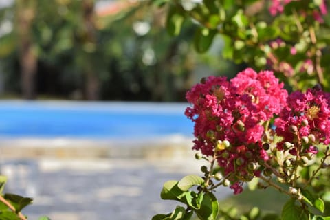 Garden, Decorative detail, Swimming pool