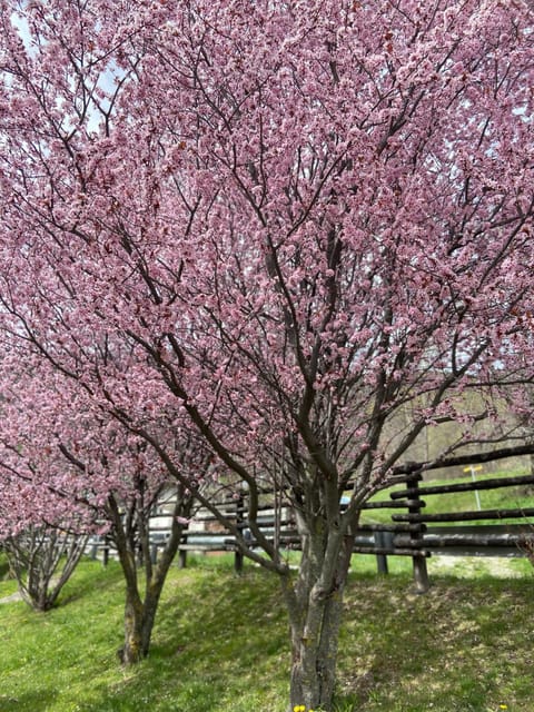 Spring, Garden