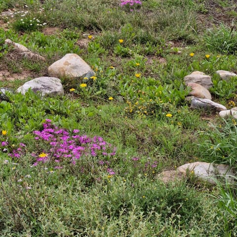 Spring, Day, Natural landscape, Garden view