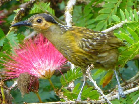 Daintree Holiday Homes - The Folly House in Diwan