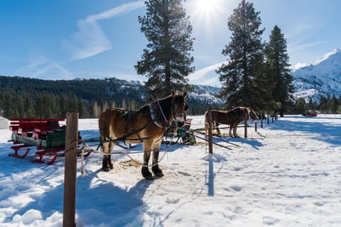 Aspen Suites 506: The Nest Hotel in Leavenworth