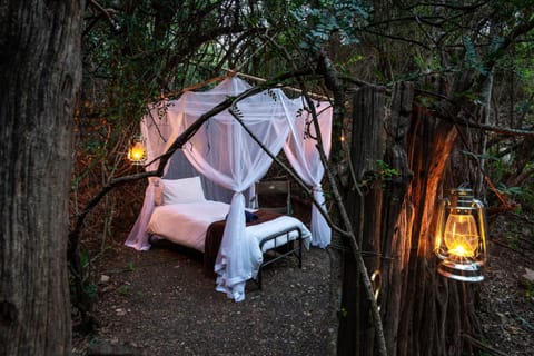 Glamping Safari Camp - Bellevue Forest Reserve Luxury tent in Eastern Cape