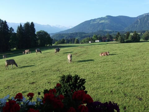 Natural landscape, Summer, Animals
