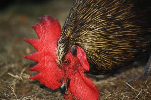 Vakantiehuis Schardauw House in Flanders