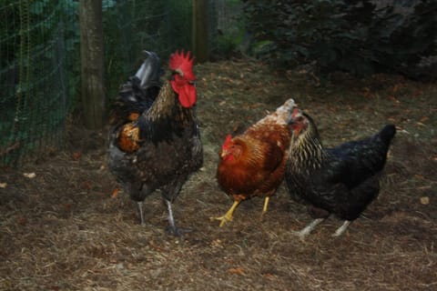 Vakantiehuis Schardauw House in Flanders