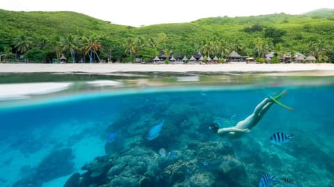 Octopus Resort Resort in Fiji