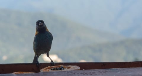 Oré Suítes e Chalés Condo in Ubatuba