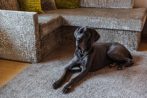 Pets, Pets, pet friendly, pet friendly