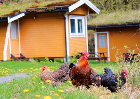 Garden, Animals