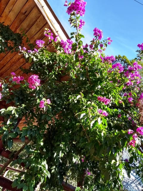 Recanto da Mata Hospedaria Pensão in São Francisco de Paula